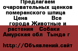 Предлагаем очаровательных щенков померанского шпица › Цена ­ 15 000 - Все города Животные и растения » Собаки   . Амурская обл.,Тында г.